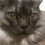 Milo, big, grey cat