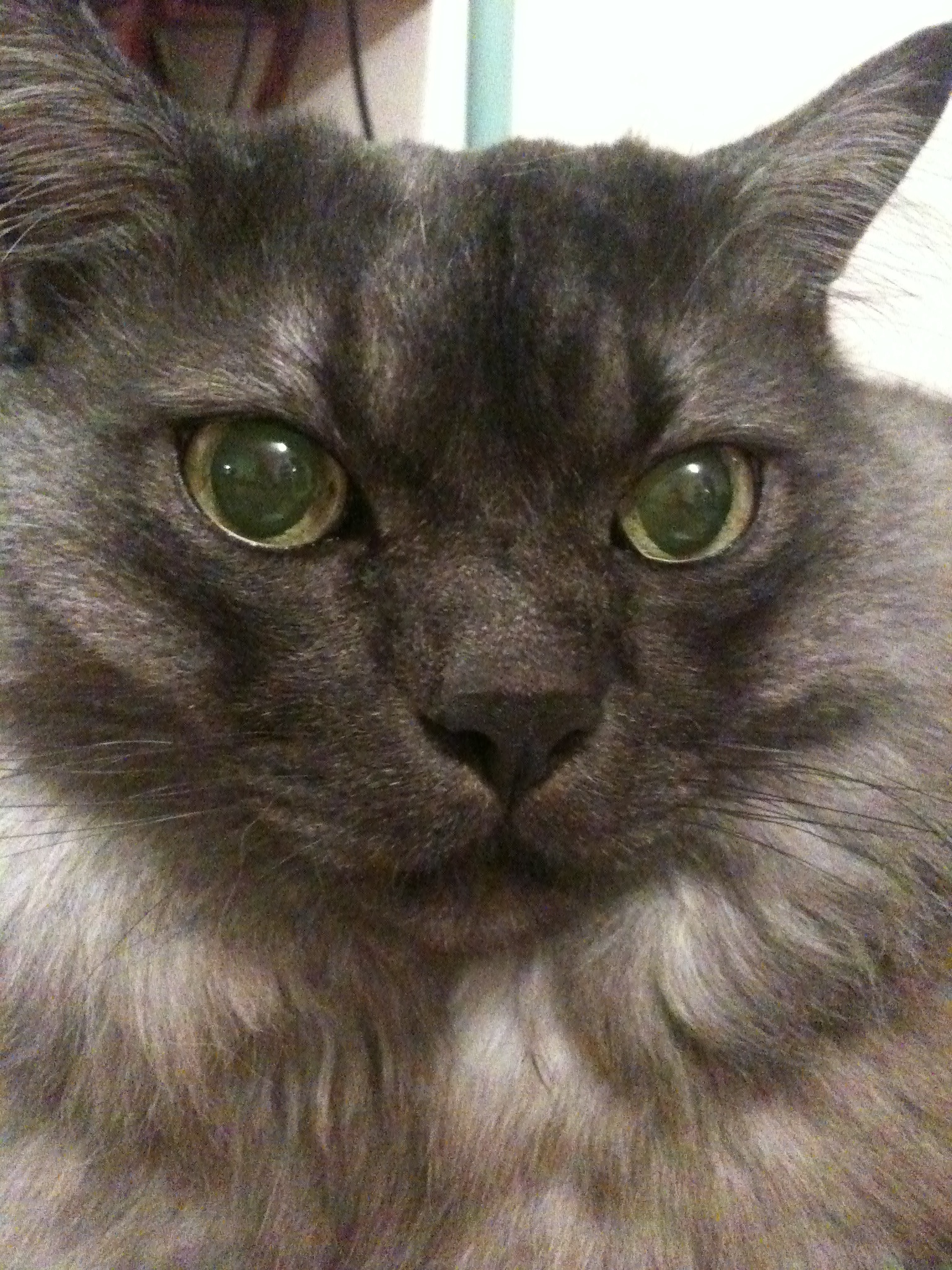 Milo, big, grey cat